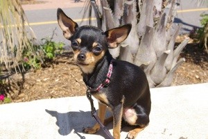Odor While Dog is in Heat